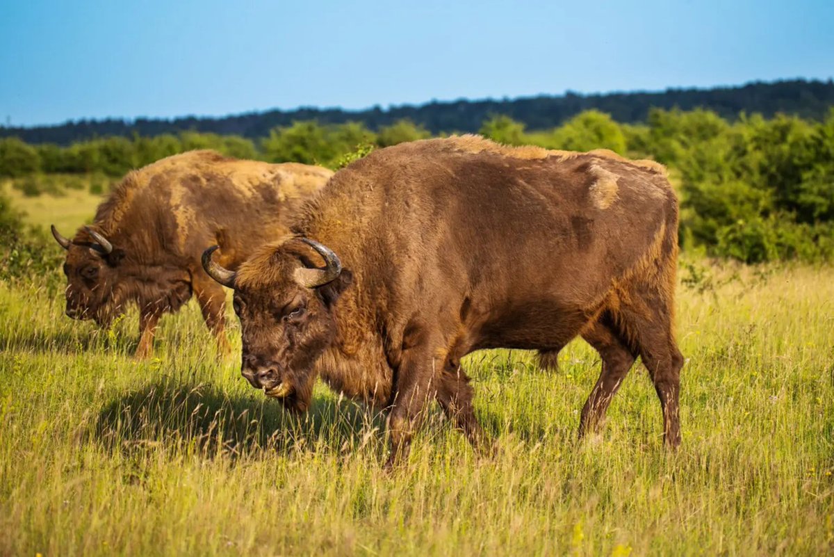 EuropeWildlife's tweet photo. European bison and wild horses help retain water in the landscape, as has been discovered by the researchers at a large herbivore reserve https://t.co/U7dEkyXsSg https://t.co/fI4t6vwnYm