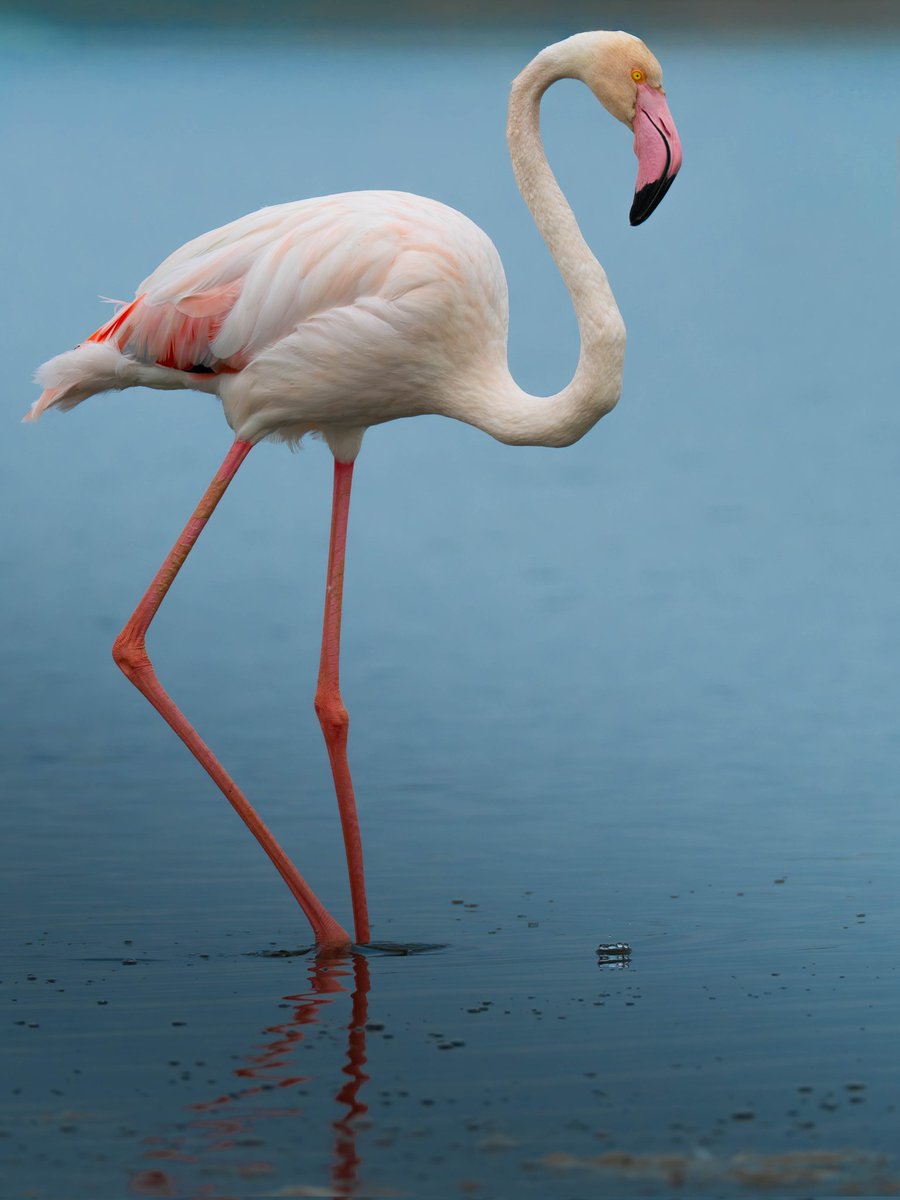 José Manuel Caballero Fernández tweet media