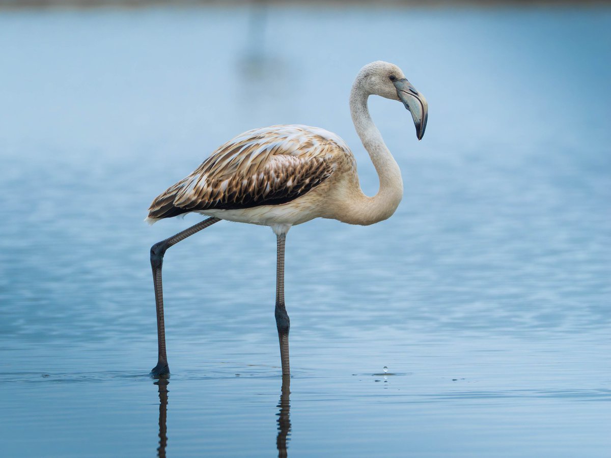 José Manuel Caballero Fernández tweet media