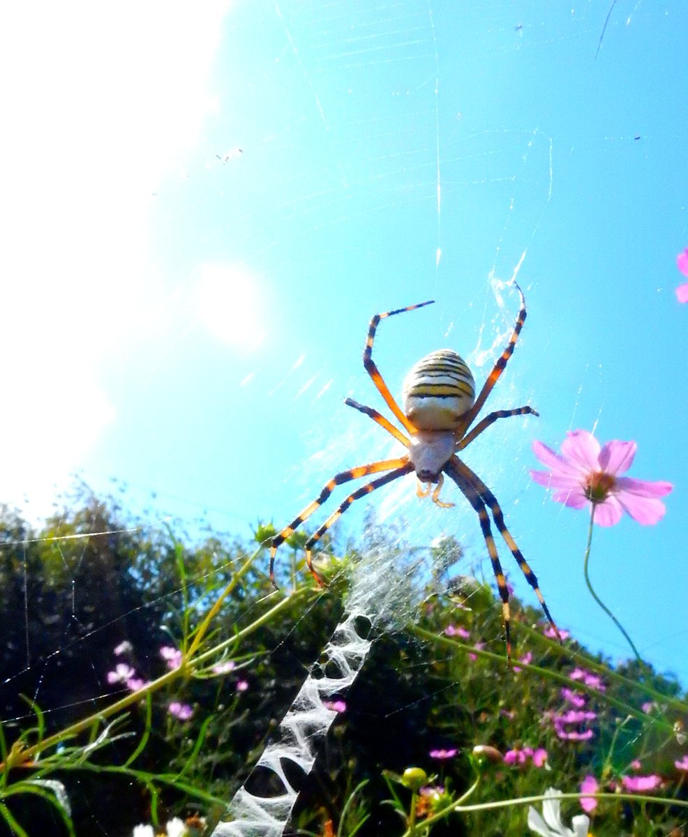 しぃさん専用ページ しぃちゃん︎☺︎ on X