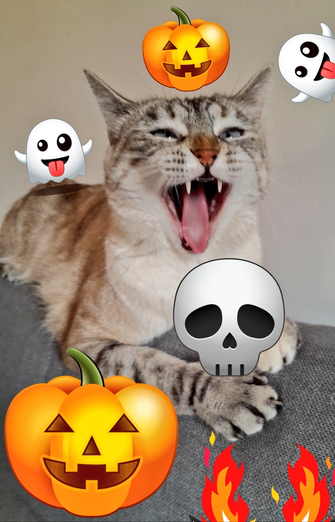 Happy HALLOWEEN 🎃  to you all and cats in the whole wordl...🎃😻🎃😻🎃