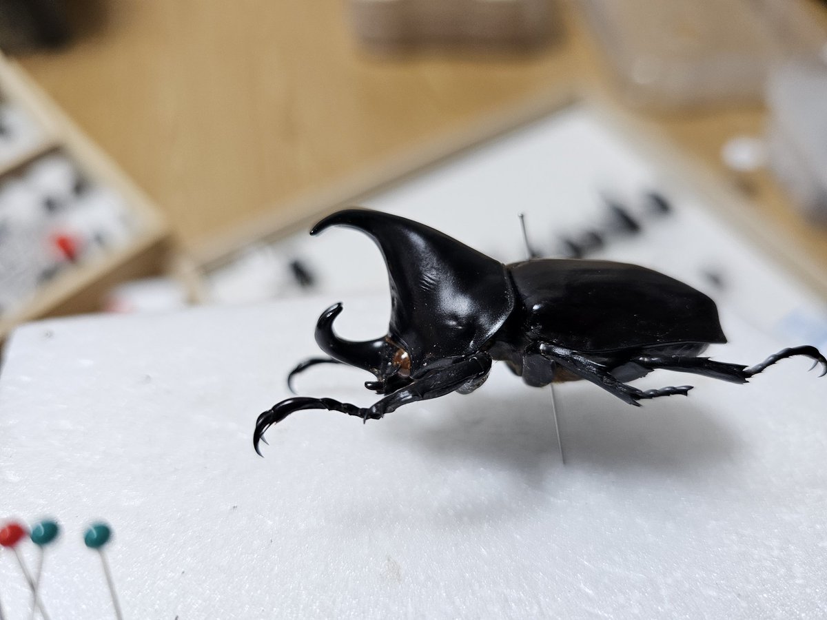 かぶぶくわわ (@mushi_lowkun) / Posts / X