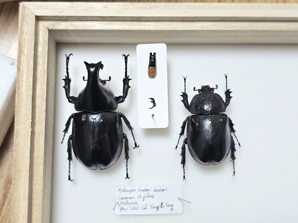 クワ品♡ むしやどんぐり / ルディカツヤクワガタ