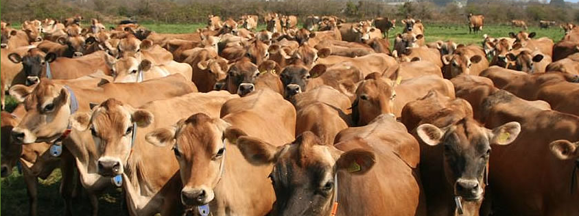 #GreenCareJersey #WhatsApp group off to a flying start reaching one third of target numbers within first week!!