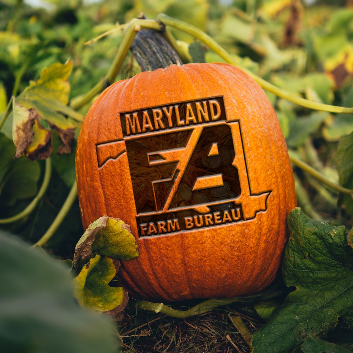 Happy Halloween! 🎃 Maryland farms grow over 750 acres of pumpkins each year.