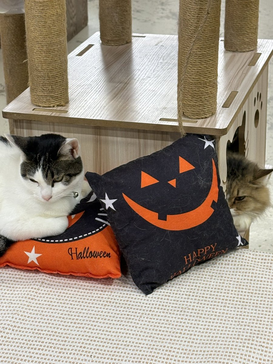 虹猫2425 (@2425emi) / Posts / X