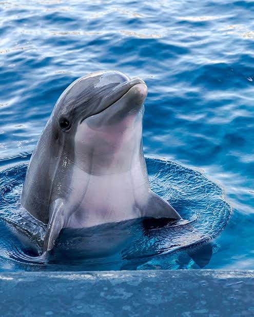 CSaplin8892's tweet image. A dolphin is a common name used for some of the aquatic mammals in the cetacean clade Odontoceti, the toothed whales. Dolphins belong to the families ...

Known to more, here: vlly.xyz/E6pYJ