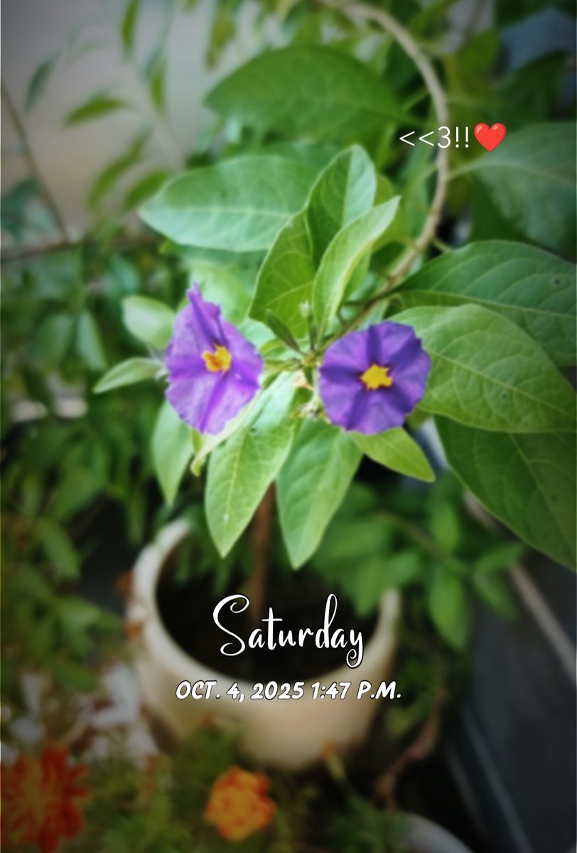 mysteriouskudi's tweet image. जा रहे हो अक्टूबर... 🍂
कुछ यादें छोड़ जाओ बाग़ से भी 💐

Few October clicks from my garden, nature wrapping up the season in its own beautiful way. 🌿📸

#OctoberVibes
 #FlowersOfTwitter