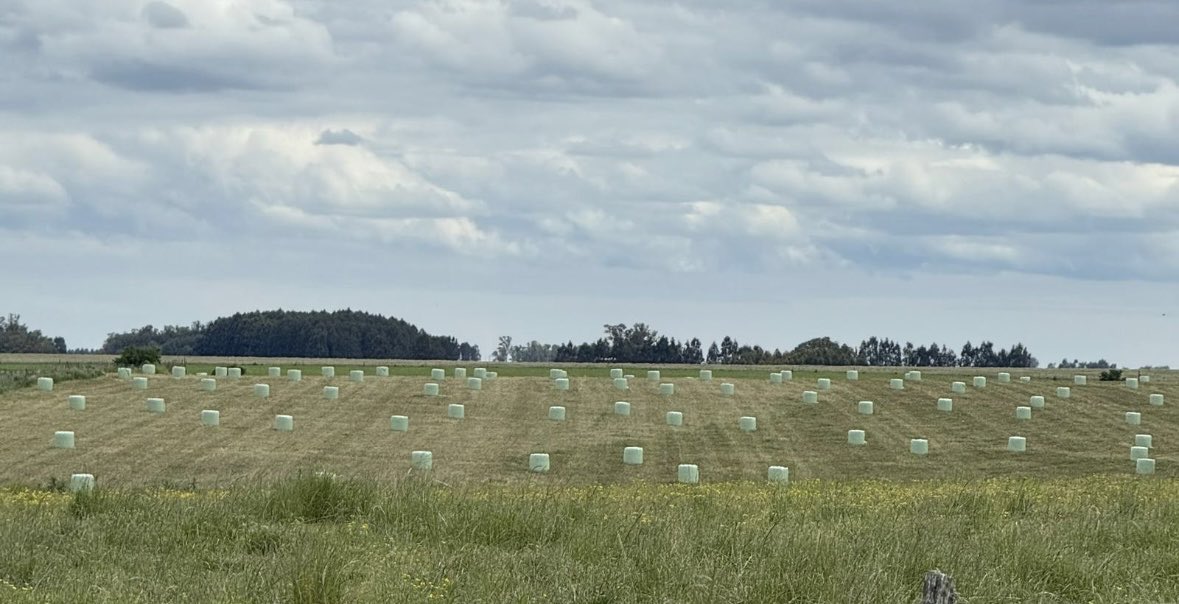 #Silopacks de #avena confeccionados con #JosilacGrass 🇩🇪 de #Josera 

#Cardona #Soriano