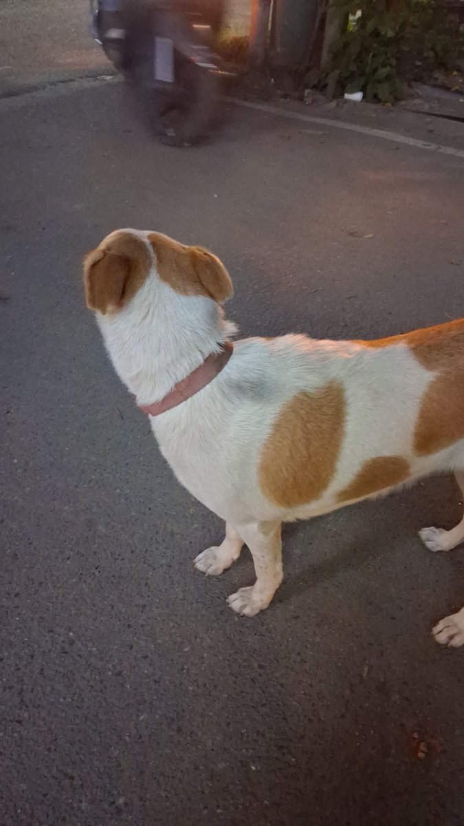 lightroastguy's tweet image. This cutie has been following me around Indiranagar 12th main, looks like a displaced dog. Pls spread the word and RT.