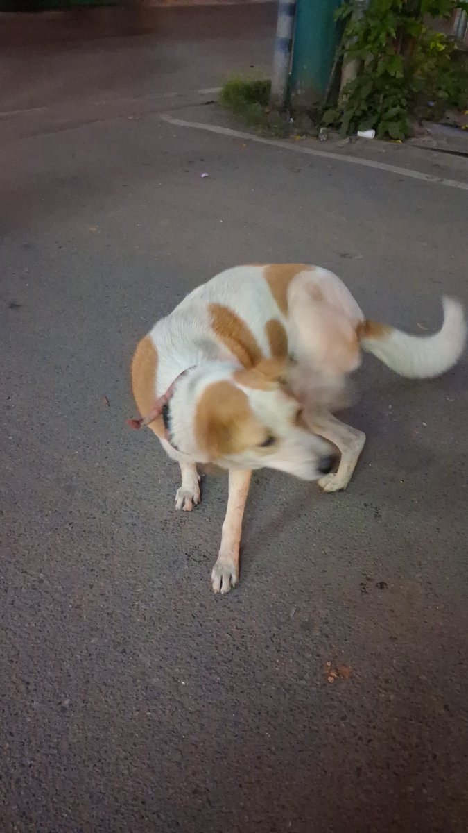 lightroastguy's tweet image. This cutie has been following me around Indiranagar 12th main, looks like a displaced dog. Pls spread the word and RT.