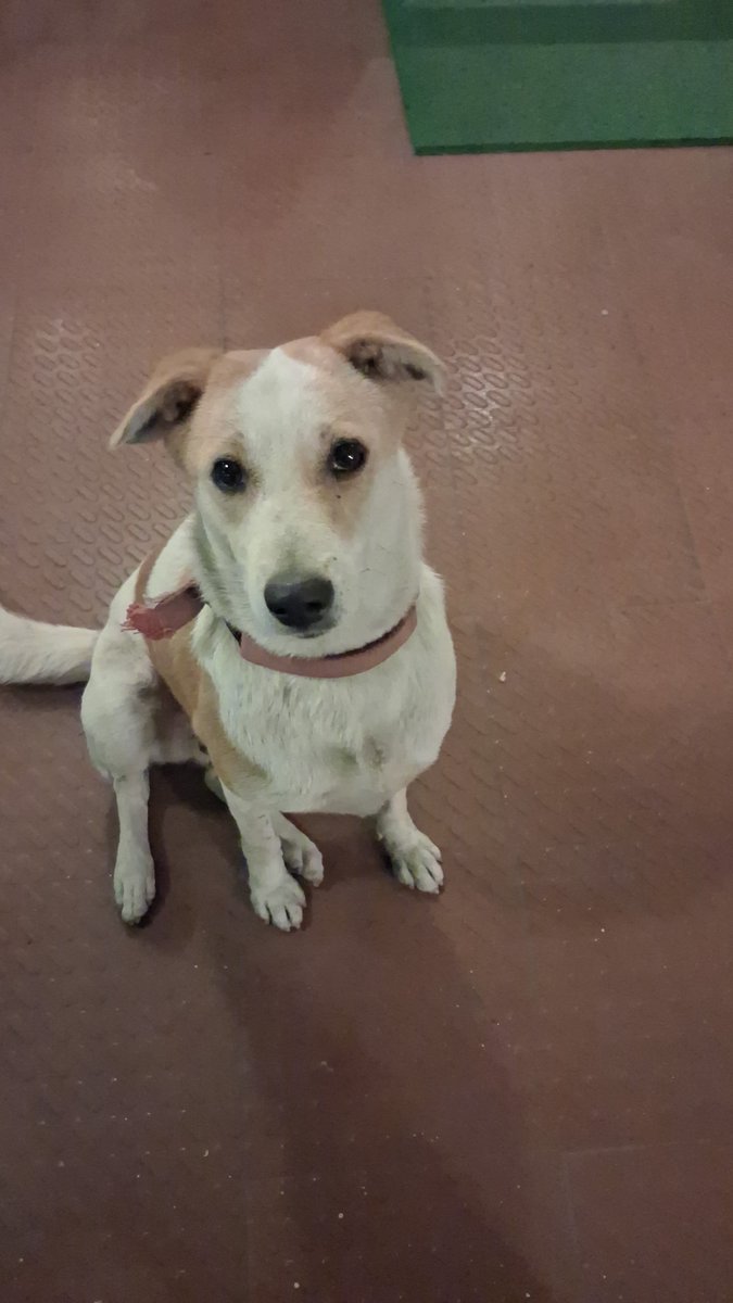 lightroastguy's tweet image. This cutie has been following me around Indiranagar 12th main, looks like a displaced dog. Pls spread the word and RT.