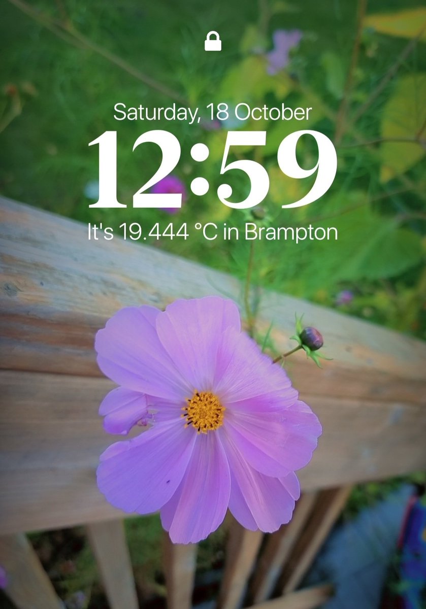 mysteriouskudi's tweet image. जा रहे हो अक्टूबर... 🍂
कुछ यादें छोड़ जाओ बाग़ से भी 💐

Few October clicks from my garden, nature wrapping up the season in its own beautiful way. 🌿📸

#OctoberVibes
 #FlowersOfTwitter