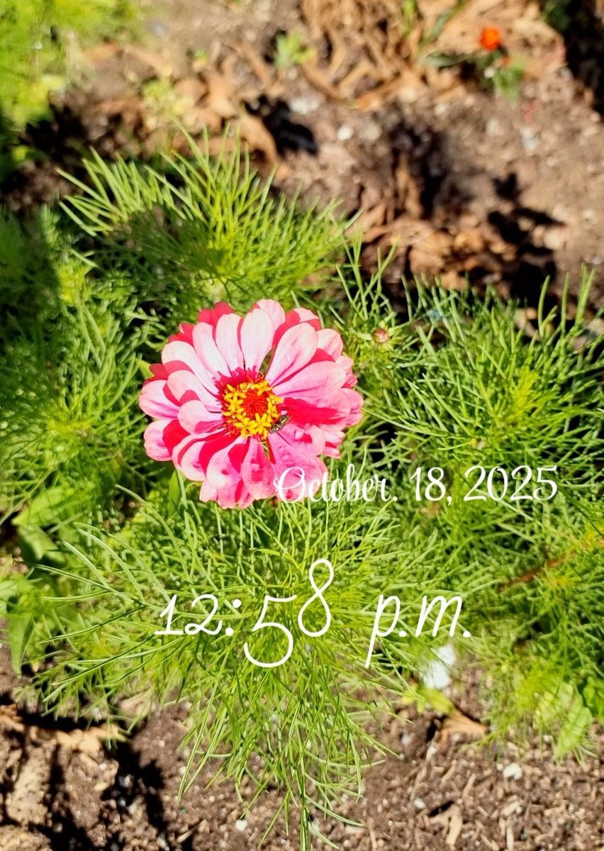 mysteriouskudi's tweet image. जा रहे हो अक्टूबर... 🍂
कुछ यादें छोड़ जाओ बाग़ से भी 💐

Few October clicks from my garden, nature wrapping up the season in its own beautiful way. 🌿📸

#OctoberVibes
 #FlowersOfTwitter