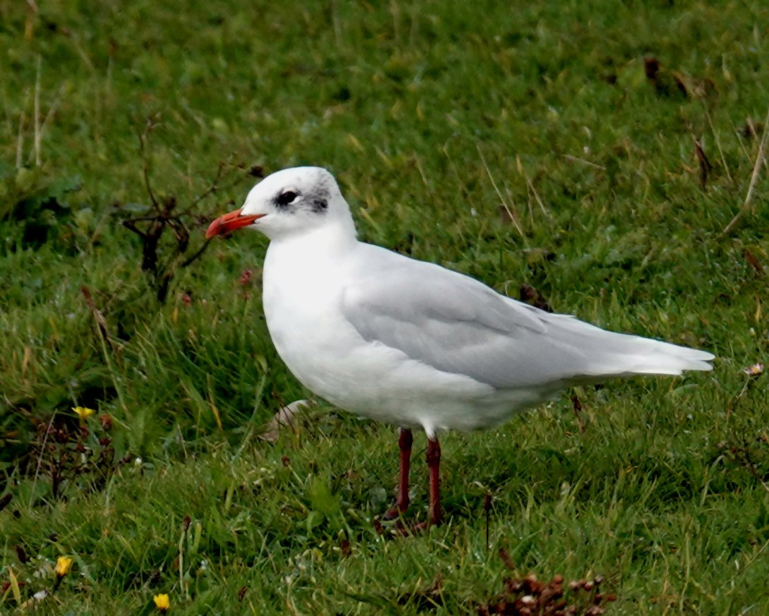 A couple of adult Mediterranean Gulls have been at Kenfig Pool sporadically for the past week or so, showing at close range either on the poolside posts or in the East Pool Fields where this shot was taken.