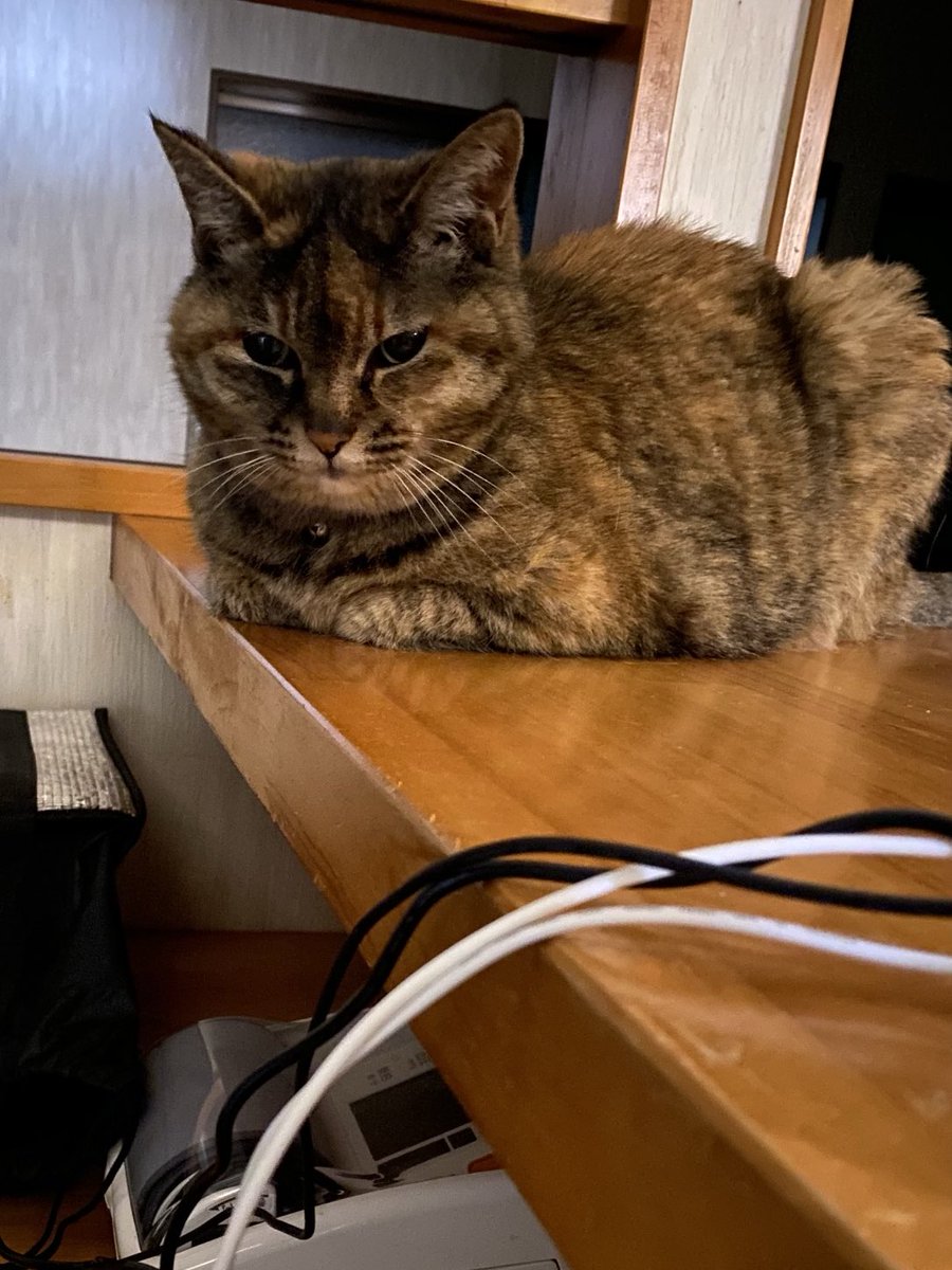 猫先輩 カード検索 ｜ Z/X - Zillions of enemy X - ゼクス公式サイト