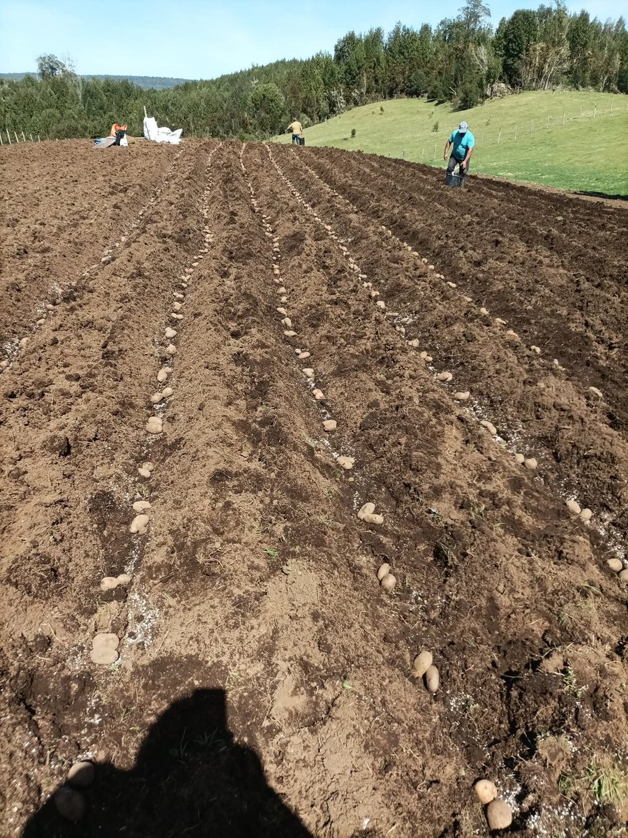 En #Chiloe la siembra de papa es una tradición que transmite sabiduría y cultura de nuestros campos.