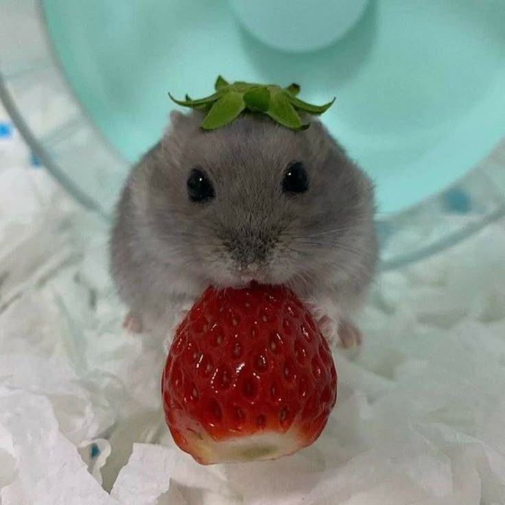 TweetsOfHamster's tweet photo. Strawberries 🍓 https://t.co/aHk3GLEtjz