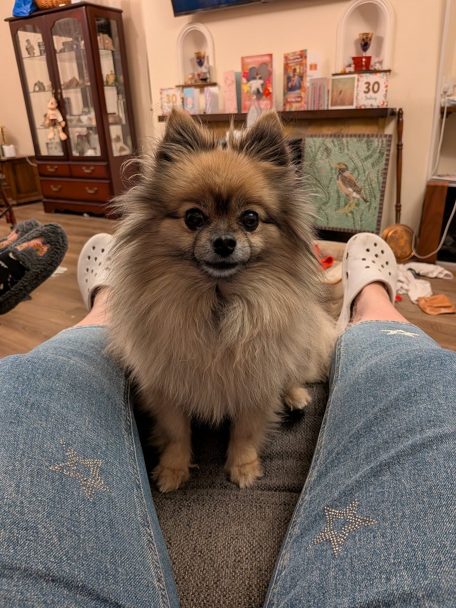 DogCastRadio's tweet image. Happy Howloween 

Mischief is scarily smol 😍🐶

#halloween #howloween #dog #smol #cute #cutenessoverload #FridayFeeling #fluffydog #spitz #DogLovers #dogsofx #dogsoftwitter