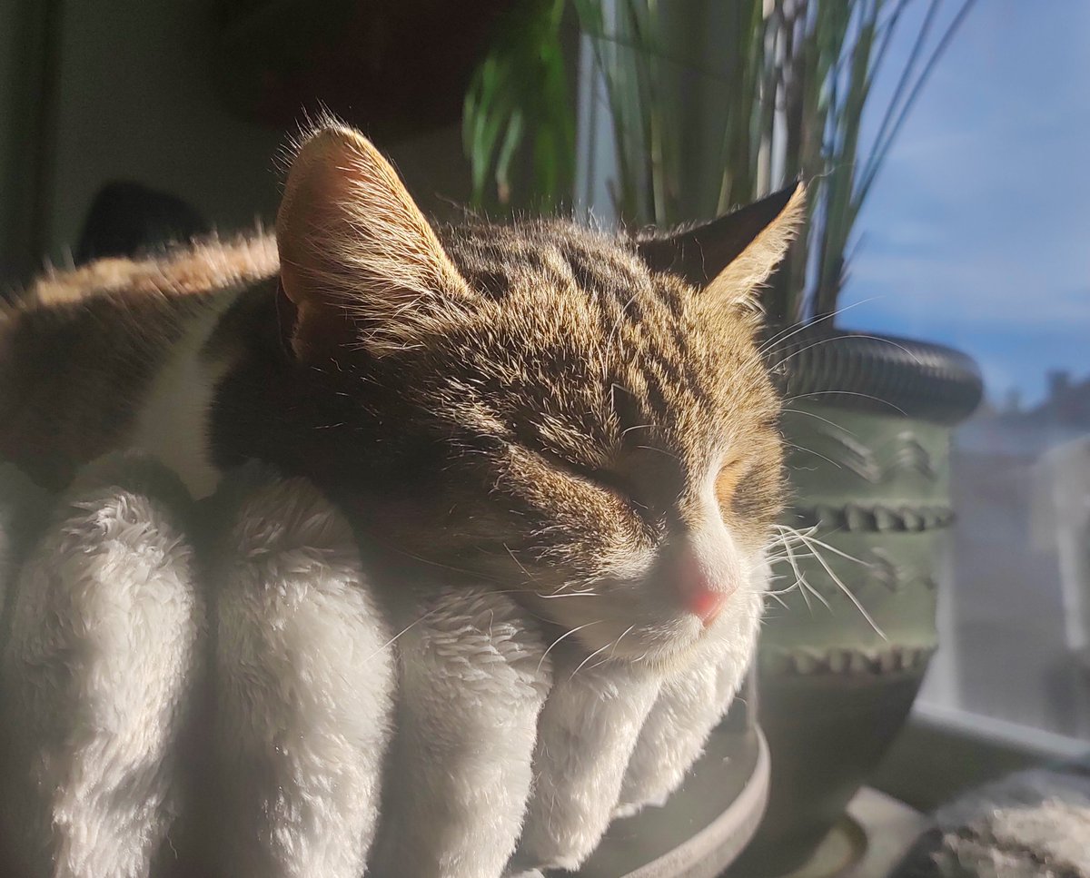 Очень приятно наблюдать за наслаждающейся солнцем коллегой кусеницей.
А работать не очень приятно.