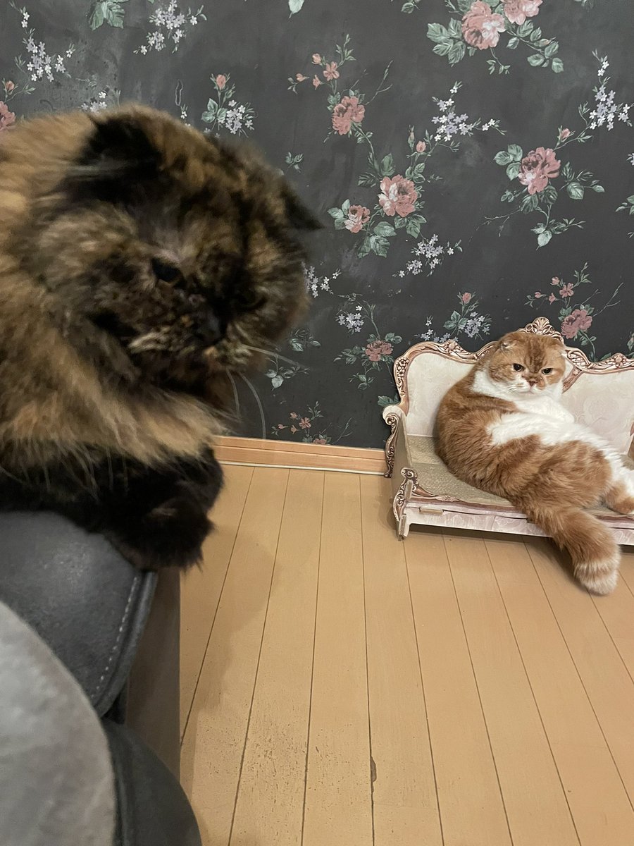 あんちゃんマニア on X