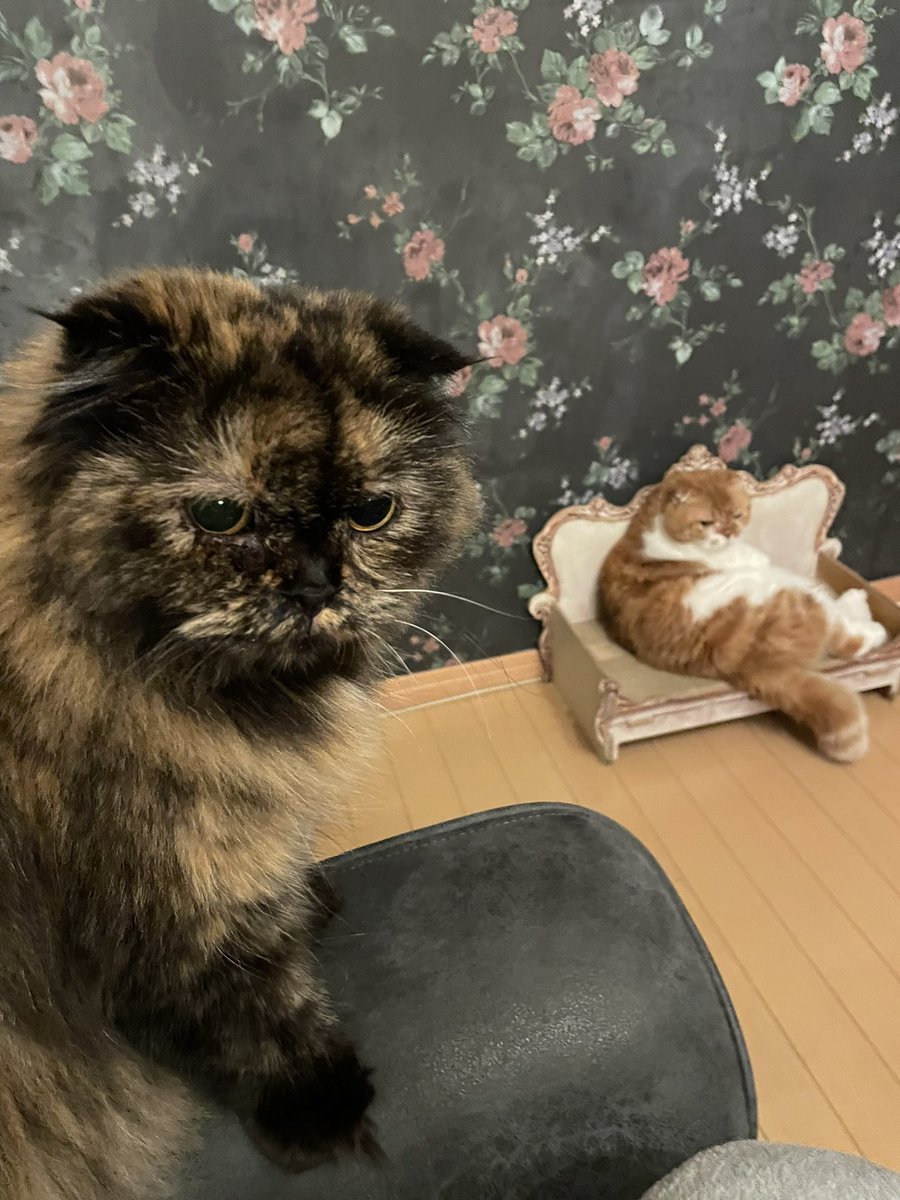 あんちゃんマニア on X