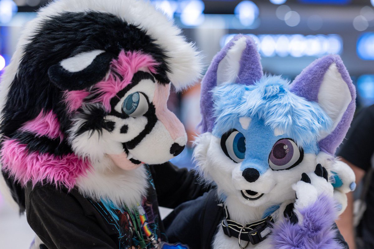 So smol! #fursuitFriday

💜: <a href="/Sprayovic/">💙SprayKitty💜</a> 
📸: <a href="/TouWoof/">Tou</a>