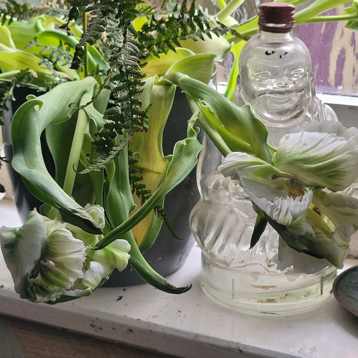 josephpoots's tweet image. winter tupips 

it has taken 10 days for the flowers to bloom