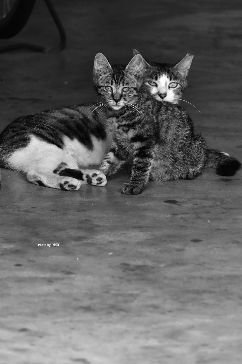 あっ、カメラのおっさんや。