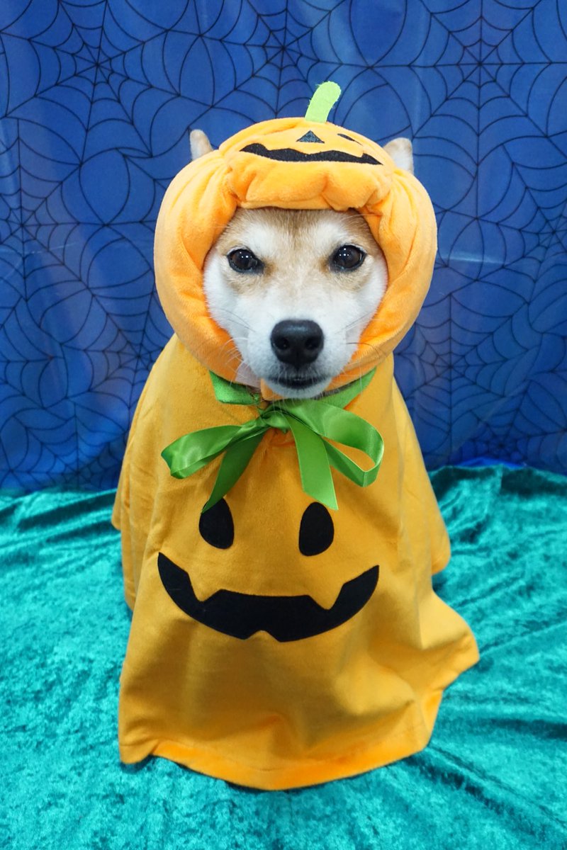 【確認用】annaちゃん( *°ω°* )/ᵗᑋᵃᐢᵏ ᵞᵒᵘ J&S - (Each) Blue Archive Chocopuni Big 40cm Plushie Natsu