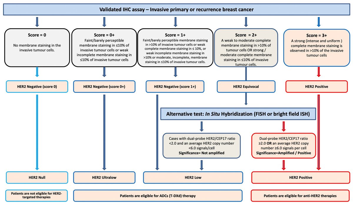 Evolution of HER2 Classification

The story of HER2 has moved beyond the binary of positive and negative; it’s now an evolving spectrum from low to ultralow to null—where the gray tones of biology are rewriting clinical decisions

Recommended HER2 Algorithm👇