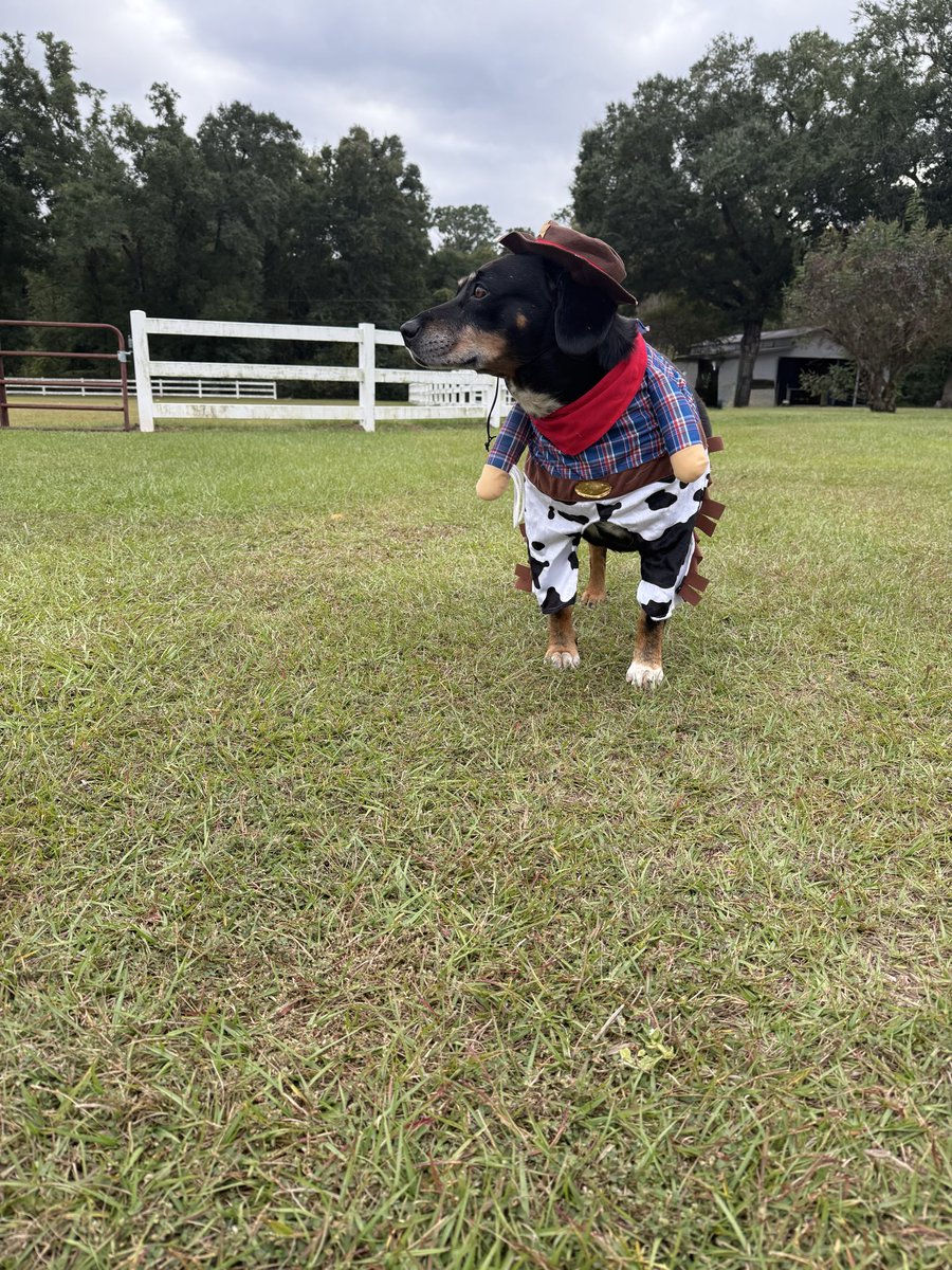 Pedro says Happy Halloween- 😂