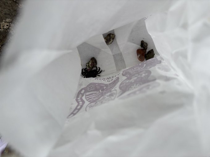 オルレア-Orlaya-のツイート