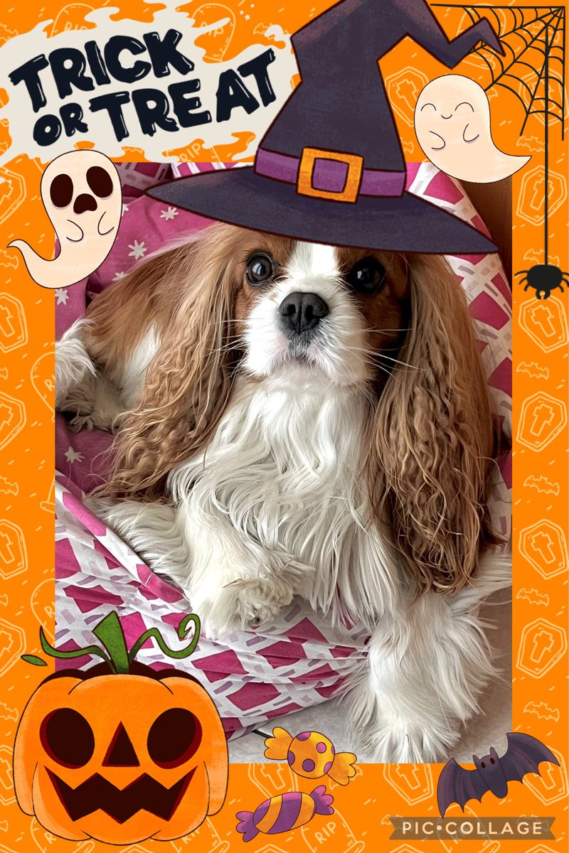 #HappyHalloween 🎃👻🕷️🕸️🦇
#CavalierKingCharlesSpaniel 🐶