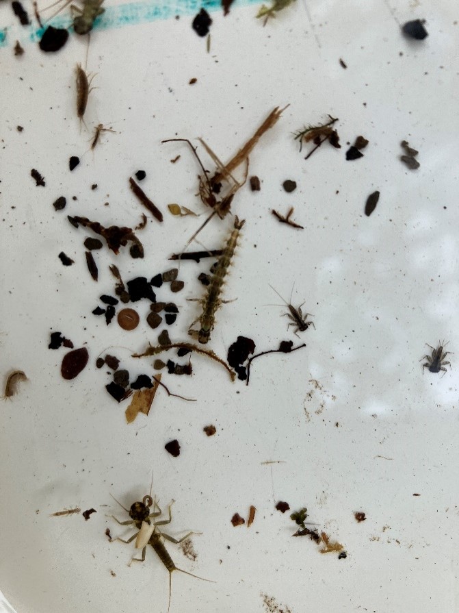 EnvAgencyNW's tweet image. 🎃 #SpookyScience on the Beck! 👻
These tiny critters might look creepy but they’re great indicators of river health
A recent examination revealed several macro-invertebrate families living beneath  Windermere signalling that Wilfin Beck is alive & thriving under the autumn mist