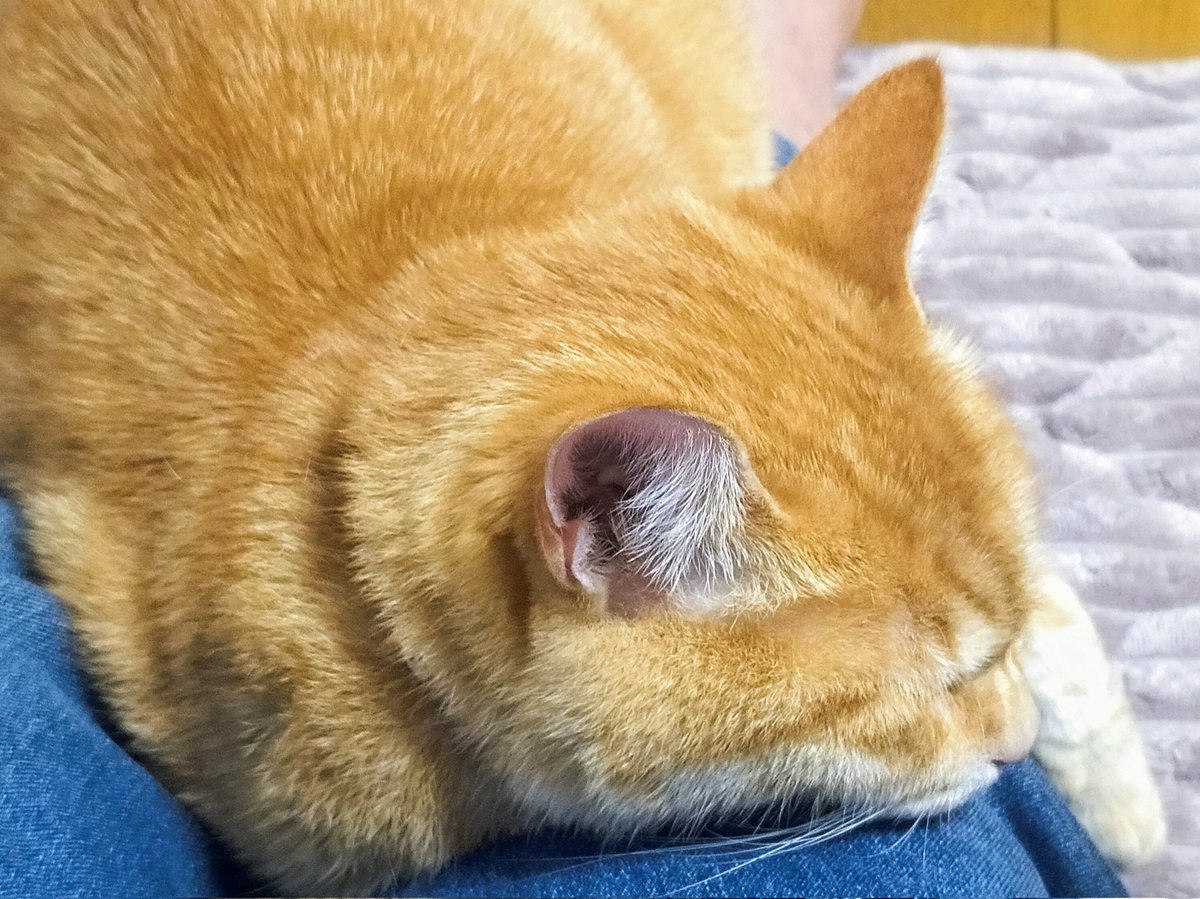 猫の下僕(別名：猫まっしぐら🐱) on X