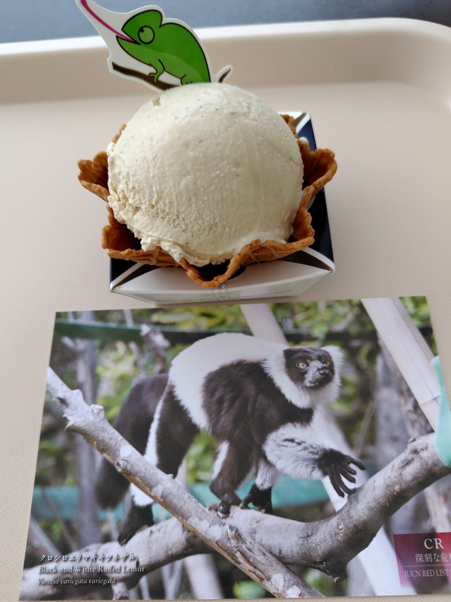 ヒ*ロ様 ☘️ラスト☘️❤️開花株❤️♈️ 785 ❤️超希少❤️【カメレオン】 marroblgonor on X