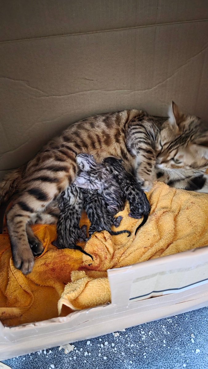 太田秀樹 大阪 Z400FX 男KAWASAKI 鉄馬 バイク専用アカウント on X