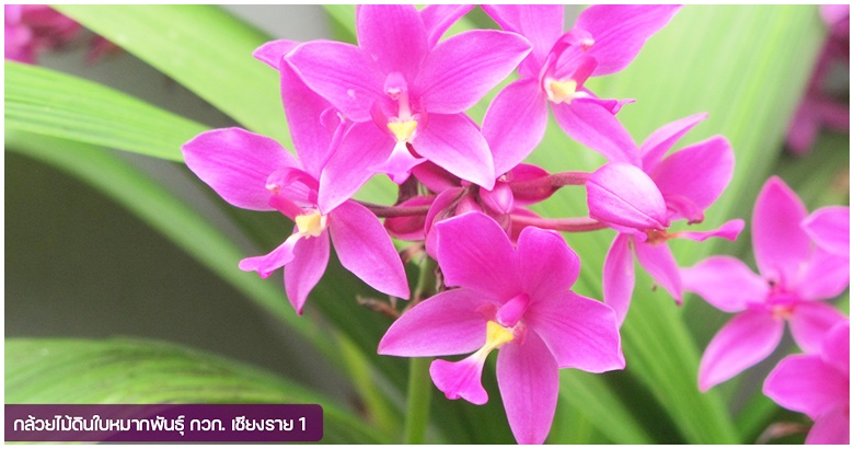 nittayaporn_nna's tweet image. อวดโฉมกล้วยไม้ดินใบหมาก 2 พันธุ์ใหม่ ออกดอกไว-จำหน่ายได้เร็ว

country-agriculture.blogspot.com/2025/10/2.html

#country-agriculture  #https://country-agriculture.blogspot.com   #nna   #กล้วยไม้ดินใบหมาก