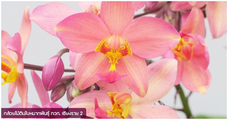 nittayaporn_nna's tweet image. อวดโฉมกล้วยไม้ดินใบหมาก 2 พันธุ์ใหม่ ออกดอกไว-จำหน่ายได้เร็ว

country-agriculture.blogspot.com/2025/10/2.html

#country-agriculture  #https://country-agriculture.blogspot.com   #nna   #กล้วยไม้ดินใบหมาก