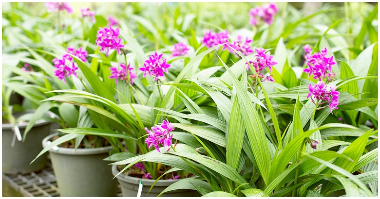 nittayaporn_nna's tweet image. อวดโฉมกล้วยไม้ดินใบหมาก 2 พันธุ์ใหม่ ออกดอกไว-จำหน่ายได้เร็ว

country-agriculture.blogspot.com/2025/10/2.html

#country-agriculture  #https://country-agriculture.blogspot.com   #nna   #กล้วยไม้ดินใบหมาก