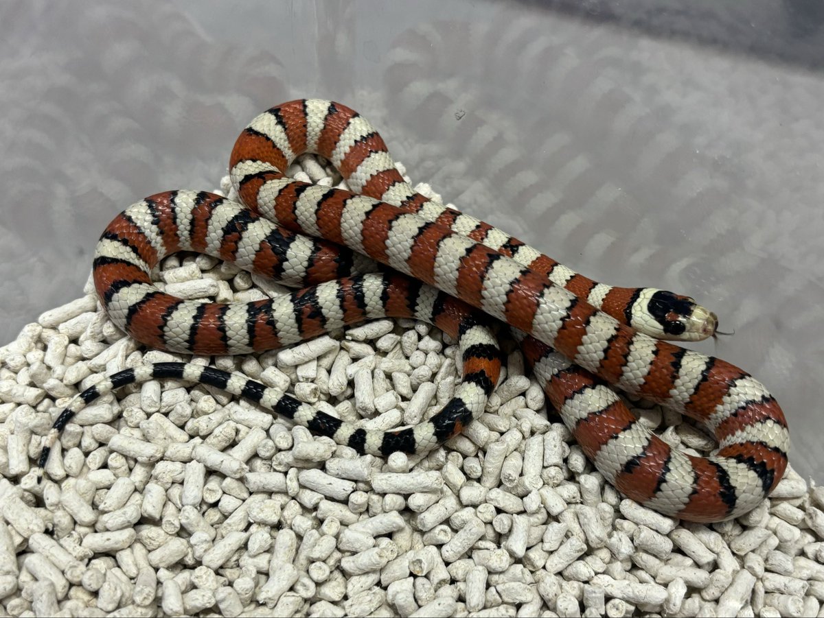 爬虫類倶楽部中野本店 本アカウント on X 爬虫類倶楽部中野本店 本アカウント on X