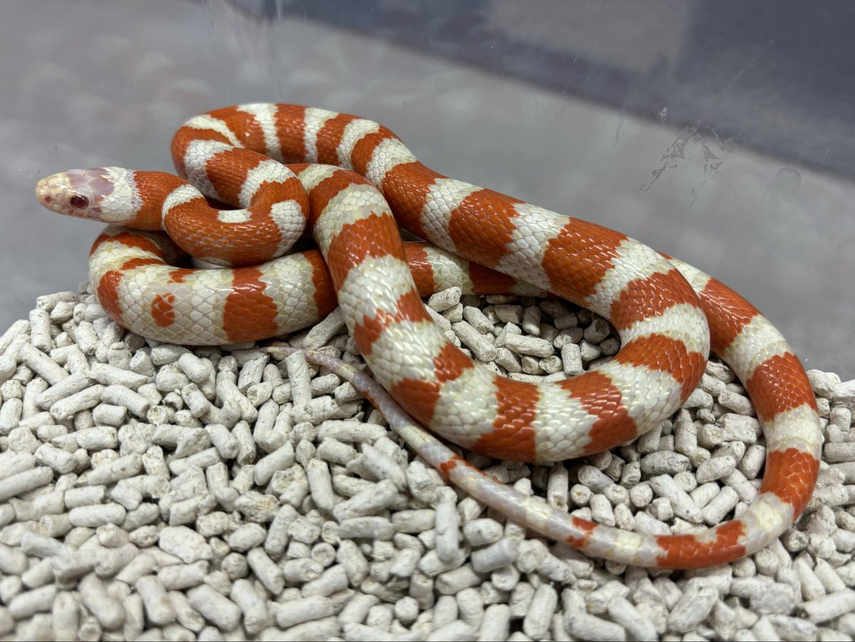 爬虫類倶楽部中野本店 本アカウント on X