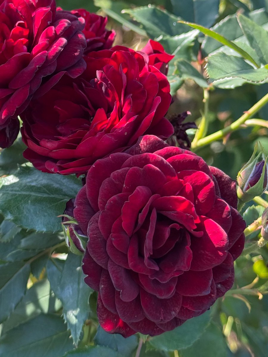 烏山バラ 那須烏山市横枕地区の根本様宅「里山のバラ園」、開放日が延長して12日