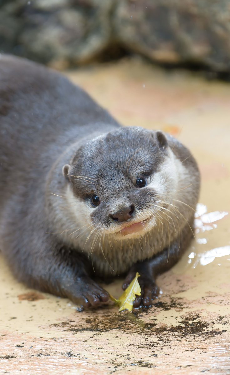 かわうそ　5枚 トーカ・ゼット🦦 on X