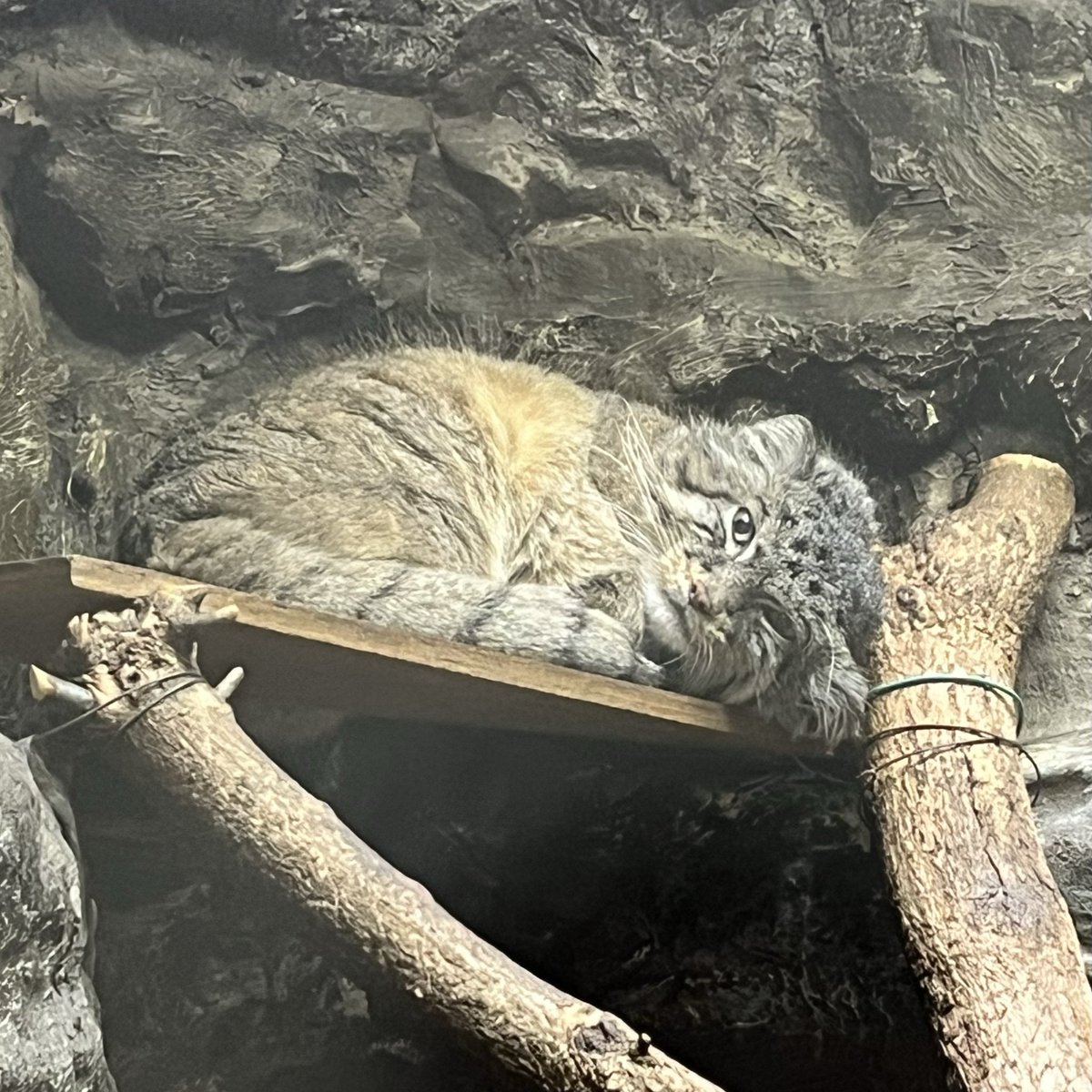 ドロー😭

この場所でゆっくりくつろぐ姿が印象に残っています。今までありがとう。どうか安らかに🤲

#ドロー #マヌルネコ #上野動物園