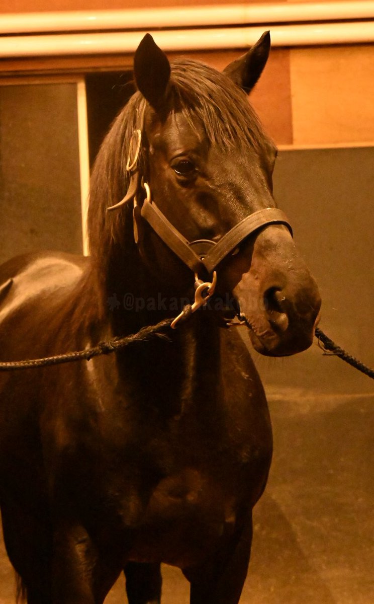 pakapakakobo's tweet image. 【ダービー馬エイシンフラッシュが種牡馬を引退】
🐴トランセンド「ヴェルサイユの楽園へようこそ！」
🐴ワンダーアキュート「よく来たね熱いお茶でも飲むかい？」

🐎エイシンフラッシュ「暮らしていたスタリオン（アロースタッド）は違うのに、落ち着くわね…何故かしら？」

 ※掲載許可済み