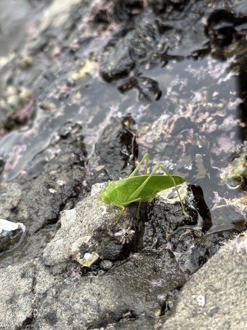 オルレア-Orlaya-のツイート