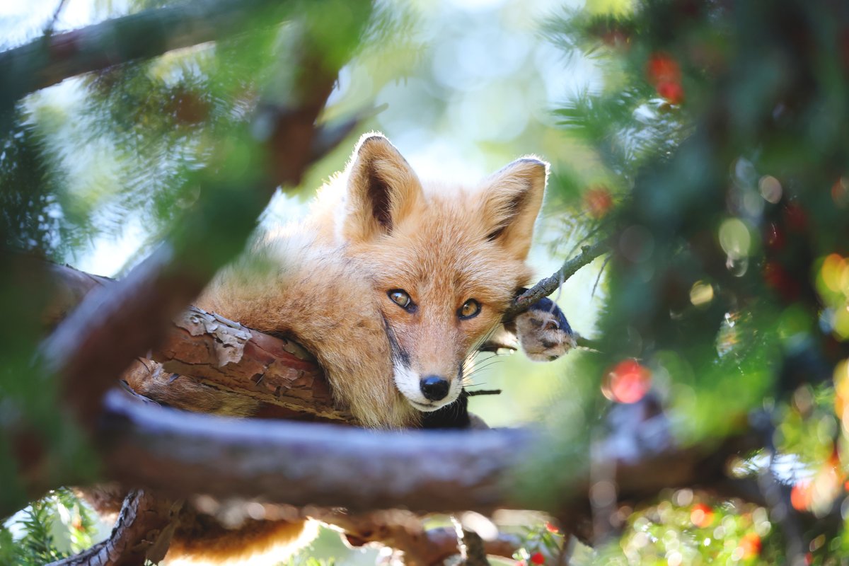 めもるか (@memoruka0414) / Posts / X