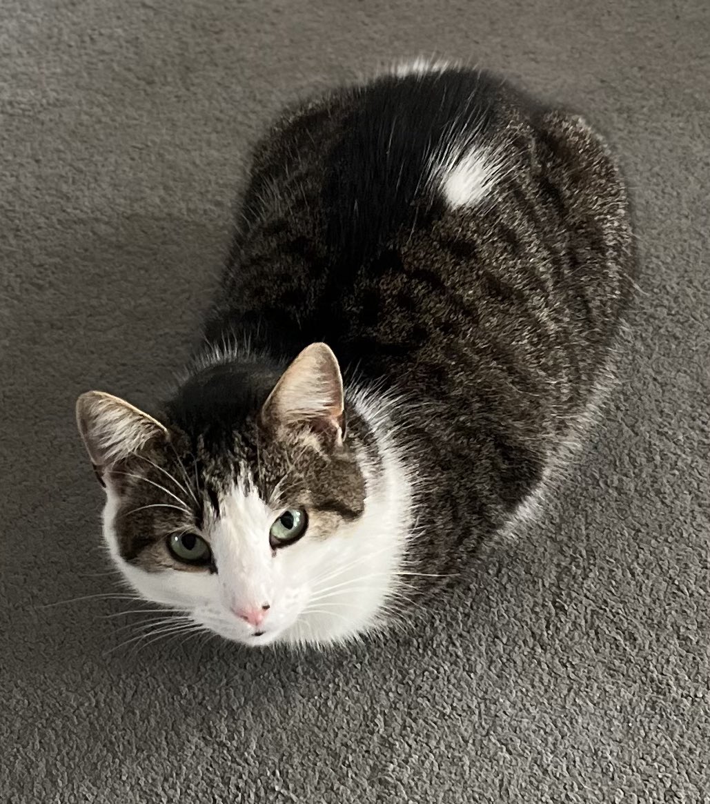 Cat sitting at my sister’s. Just attempted to have a conversation with cat about time.
“No Tom. You can’t have another pouch. It’s the SAME MORNING. I was up early and fed you at 5am. You went to bed for an hour and now you think it’s the NEXT DAY. No! It’s the SAME DAY TOM”